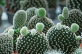 https://img.freepik.com/free-photo/closeup-opuntia-ficus-indica-cactus_38068-20.jpg?size=626&ext=jpg